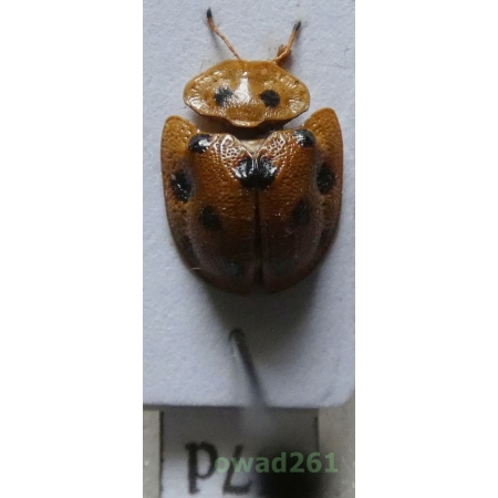 Cassidae sp. Philippines67d